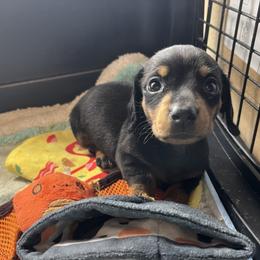 Dachshund Puppies from Mahzian Miniature Dachshunds