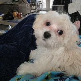 MAGGIE - White female Morkie puppy in Bucyrus, Ohio from Dyer's Beauties