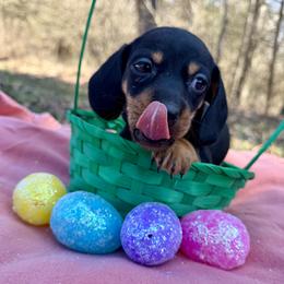 Almond - Black and tan male Dachshund puppy in Madison, Indiana from McCollough's Pawsome Spaniels and Danny's Delightful Dachshunds