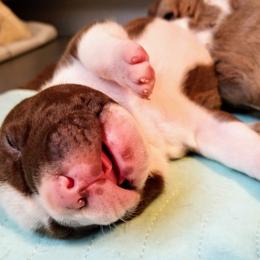 American Bully Puppies from Bolt Action Kennel