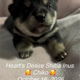 Chiko (meaning, intelligent child) - Black and tan female Shiba Inu puppy in Derby, Kansas from Heart’s Desire Shiba Inus