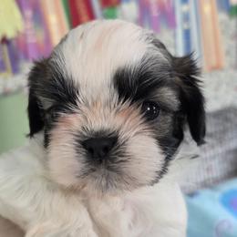 Felicity - Gold and white female Shih Tzu puppy in Lebanon, New Jersey from Olive's Grove