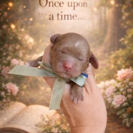 Phillip - Golden male Cockapoo puppy in Millville, California from Hope Lane Kennels