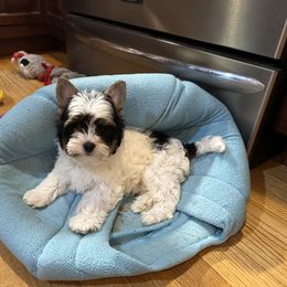 Biewer Terrier and Cavalier King Charles Spaniel Puppies from Kilmaren Cavaliers and Born in the USA Biewer Terriers