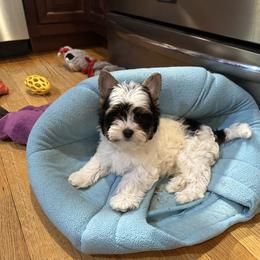 Biewer Terrier and Cavalier King Charles Spaniel Puppies from Kilmaren Cavaliers and Born in the USA Biewer Terriers