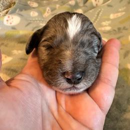 Crisp - Merle male Goldendoodle puppy in Greensboro, Georgia from B’s Doodles