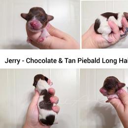 Jerry - Piebald male Dachshund puppy in Quitman, Mississippi from S-and-A Kennels