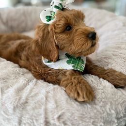 Goldendoodle Puppies from Loving Hearts Goldendoodles