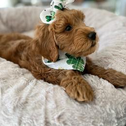Goldendoodle Puppies from Loving Hearts Goldendoodles