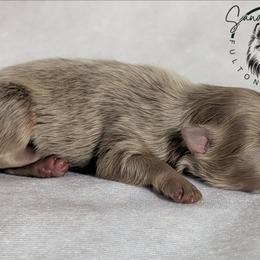 Bear - Lavender male Pomeranian puppy in Fultonville, New York from Sandy Aussies & Pomeranians