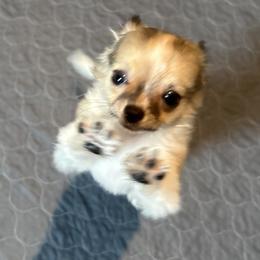 Chihuahua Puppies from Keljim's Chihuahuas