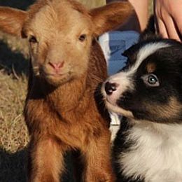 Australian Shepherds from Sunwren Farm