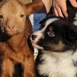 Australian Shepherds from Sunwren Farm