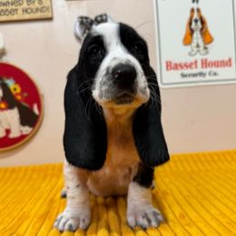 Fancy - Black and white female Basset Hound puppy in Pilot Mtn, North Carolina from Lowdown Love Basset Hounds