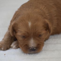 Judy - Red female Cavapoo puppy in Honey Brook, Pennsylvania from Stoltzfus Family Puppies (license number 18844)