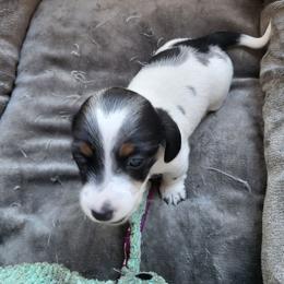 Daisy - Dapple female Dachshund puppy in Geneva, Florida from TGIF Doxies