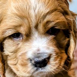 Cocker Spaniel Puppies from HoneyCoop’s