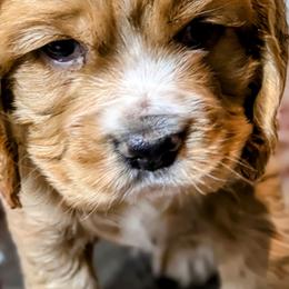 Cocker Spaniel Puppies from HoneyCoop’s