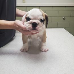 Bulldog and French Bulldog Puppies from Impressive Bulldogs and French Bulldogs