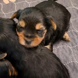 Yorkshire Terriers from Grand 7 Kennelz