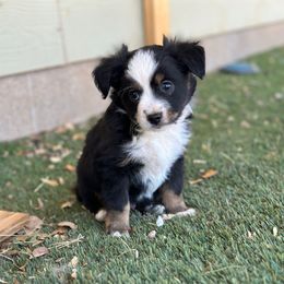 Comet - Black tri Toy Australian Shepherd puppy in San Tan Valley, Arizona from Arcola Ranch Toy Aussies