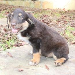 Hue - Red tri-color male Australian Shepherd puppy in Macon, Georgia from Shaina’s Shepherds