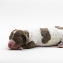 Female 1 - Dapple female Dachshund puppy in Childress, Texas from Taylor Farms