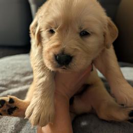 Black - Golden female Golden Retriever puppy in Madison, Ohio from Heckmans English Cream Golden Retrievers