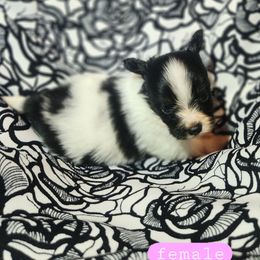 Anna - White black and tan female Papillon puppy in Myakka City, Florida from LaRae's Papillons
