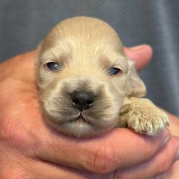 Jane B1 - Golden male Cockapoo puppy in Haines City, Florida from Camic Cockapoos