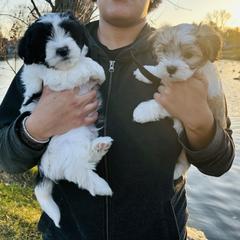 Shichon Puppies from Great Lakes Teddy Bear Dogs