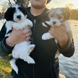 Shichon Puppies from Great Lakes Teddy Bear Dogs