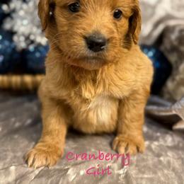 Cranberry - Red  female Goldendoodle puppy in Rockville, Minnesota from Bracha Poodles & Doodles