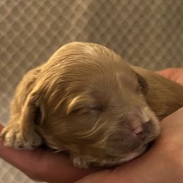 Girl 1 - Apricot female Cavapoo puppy in Milan, Illinois from Poppy Garden Doodles