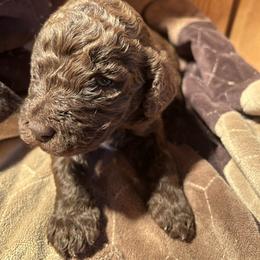 Boy ( white) - Chocolate male Labradoodle puppy in Lowville, New York from Pleasant View Labradoodles and micro cockapoos