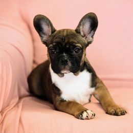French Bulldog Puppies from Snuggle Buddy French Bulldogs