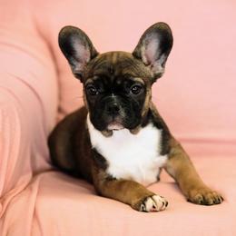 French Bulldog Puppies from Snuggle Buddy French Bulldogs