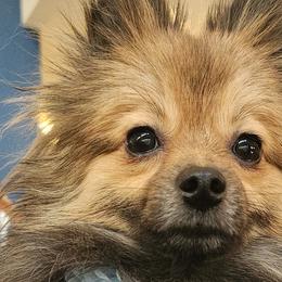 Essie - Pomeranian