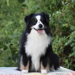 Bennett - Miniature American Shepherd