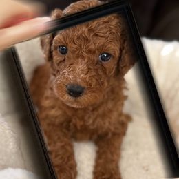 Bailey - Red  female Poodle puppy in Greenwich, New York from MizzElle’s Standard Poodles
