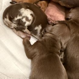 Dachshunds from Remi’s Dapple Dachshunds