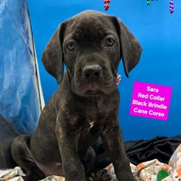 Sara - Black brindle female Cane Corso puppy in Princeton, Minnesota from God Of War Cane Corso