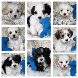 Havanese and Pug Puppies from Casa Blanca Pugs & Mardi Gras Havanese