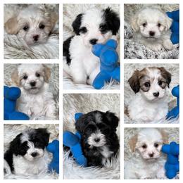 Havanese and Pug Puppies from Casa Blanca Pugs & Mardi Gras Havanese