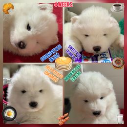 Samoyed Puppies from ArticCross Samoyeds-Florida