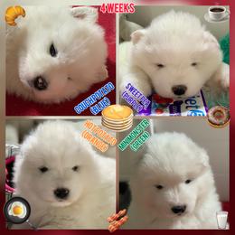 Samoyed Puppies from ArticCross Samoyeds-Florida