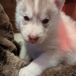 Radahn - Red and white male Siberian Husky puppy in Caribou, Maine from Northlane Siberians