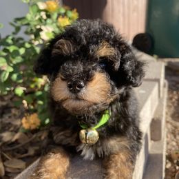 Poodle Puppies from Honey Valley Poodles