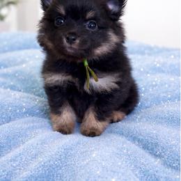 Charming - Black and tan male Pomeranian puppy in Liverpool, Pennsylvania from Miracles With Paws
