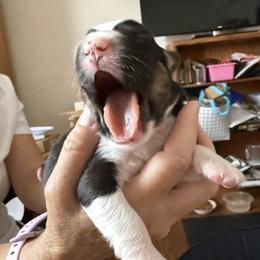 Girl 2 - female Miniature Australian Shepherd puppy in Hedgesville, West Virginia from Wishing Tree Minis